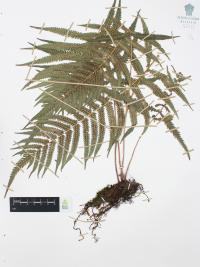Thelypteris puberula var. sonorensis image