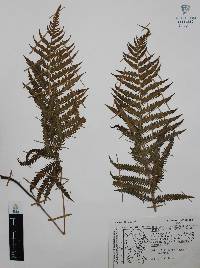 Thelypteris ovata var. lindheimeri image