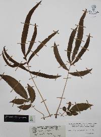 Blechnum gracile image