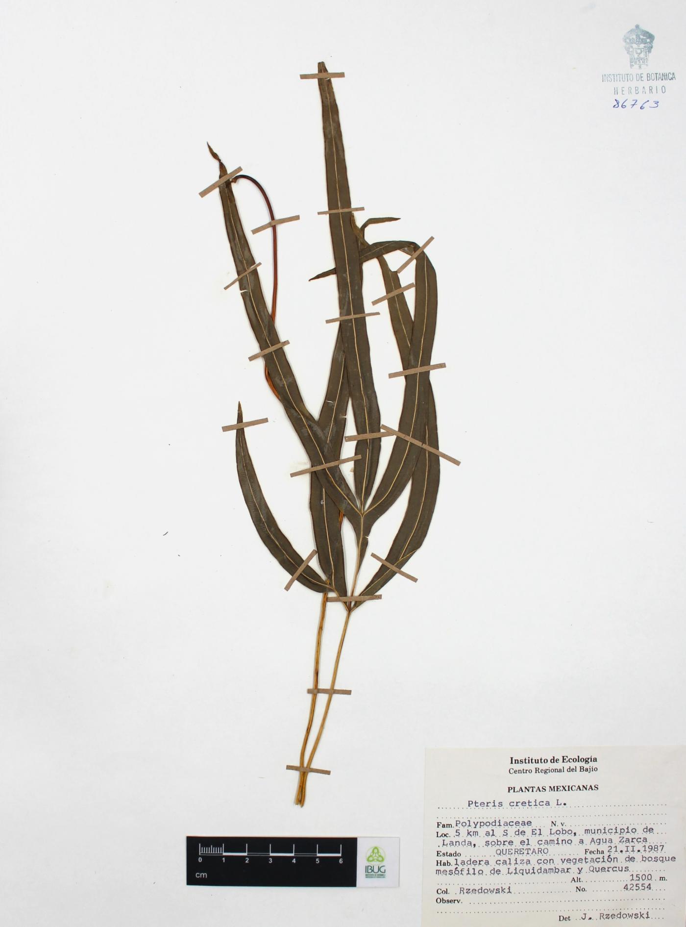 Pteris cretica image
