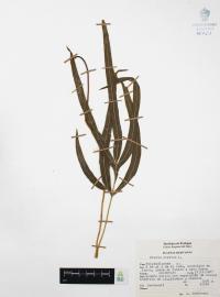 Pteris cretica image