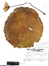 Nymphaea gracilis image