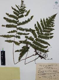 Thelypteris pilosa image