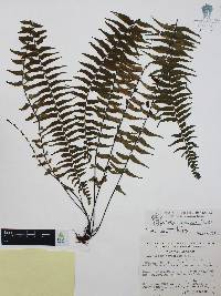 Asplenium harpeodes image