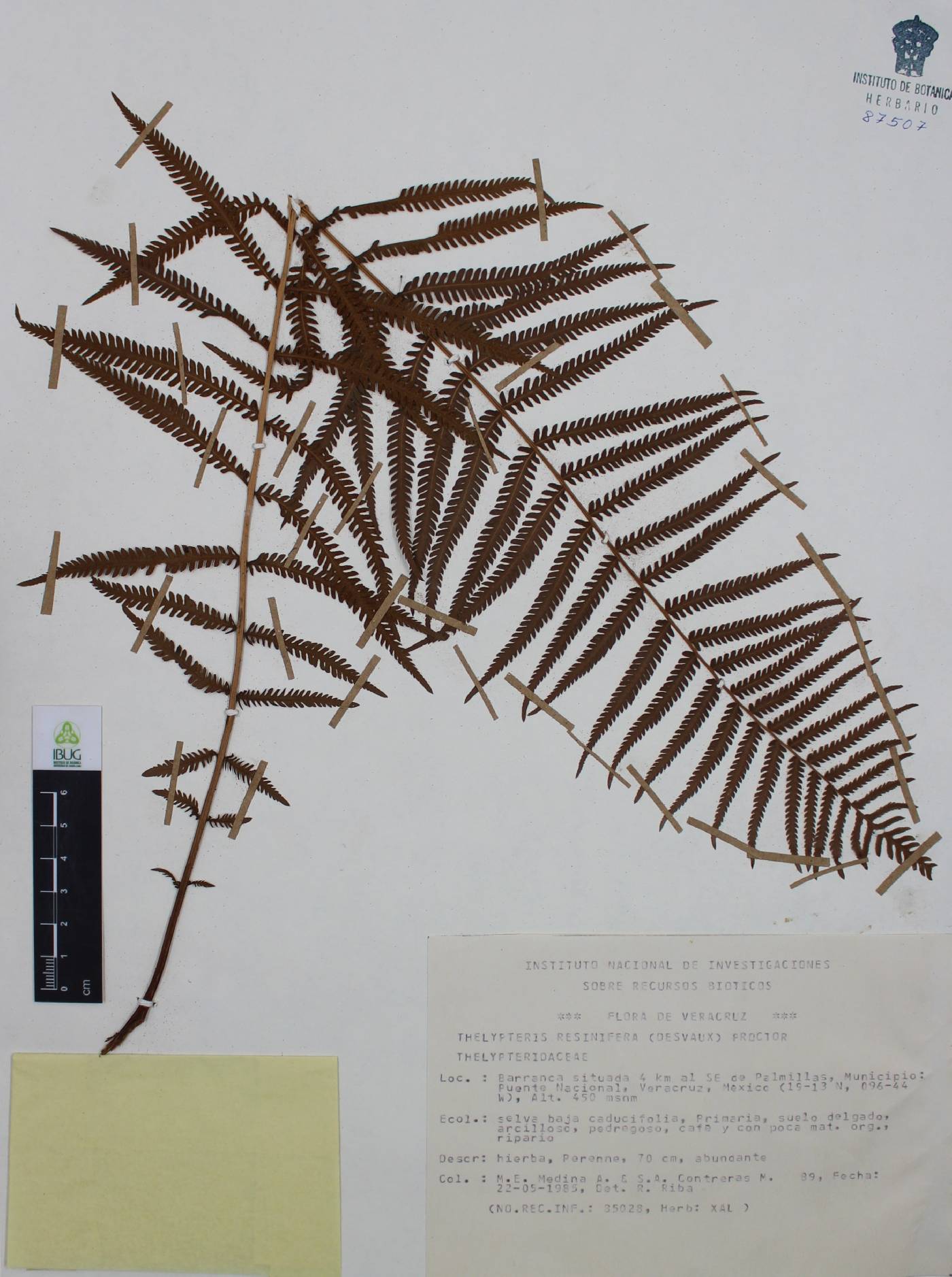 Thelypteris resinifera image