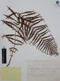 Thelypteris resinifera image