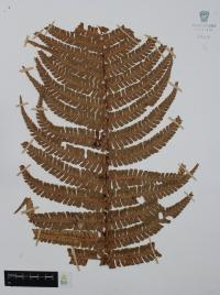 Dryopteris wallichiana image
