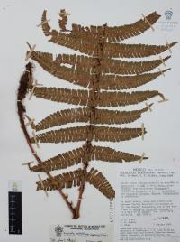 Dryopteris wallichiana image