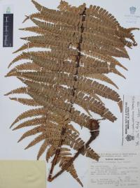 Dryopteris wallichiana image