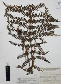 Polystichum distans image