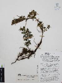 Trichomanes radicans image