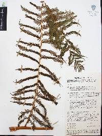 Cyathea costaricensis image