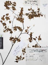 Adiantum amplum image