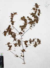 Adiantum amplum image