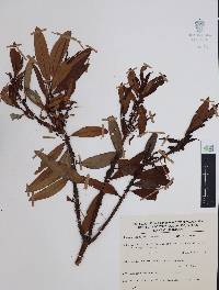 Comarostaphylis discolor image