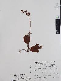 Pyrola angustifolia image