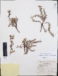 Krameria pauciflora image