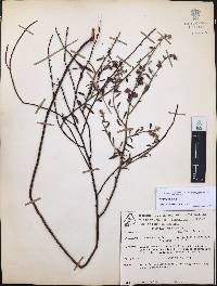 Krameria ixine image
