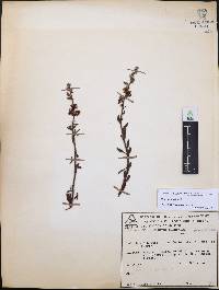 Krameria ixine image