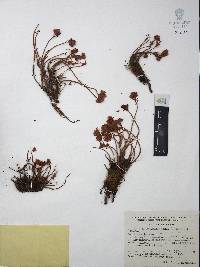 Villadia batesii image