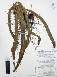 Campyloneurum amphostenon image