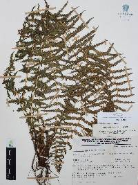 Thelypteris resinifera image