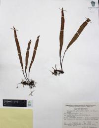Pleopeltis polylepis image