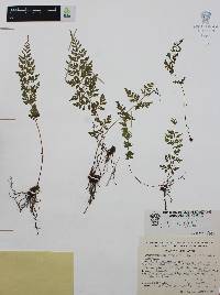 Cystopteris fragilis var. fragilis image
