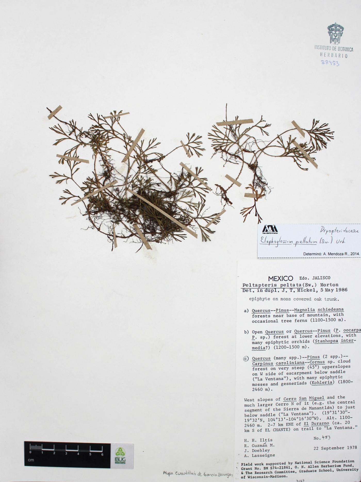 Elaphoglossum peltatum image