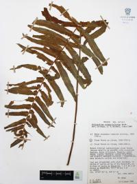 Polypodium subpetiolatum image