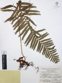 Polypodium subpetiolatum image