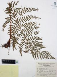Dryopteris cinnamomea image