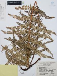 Polystichum distans image