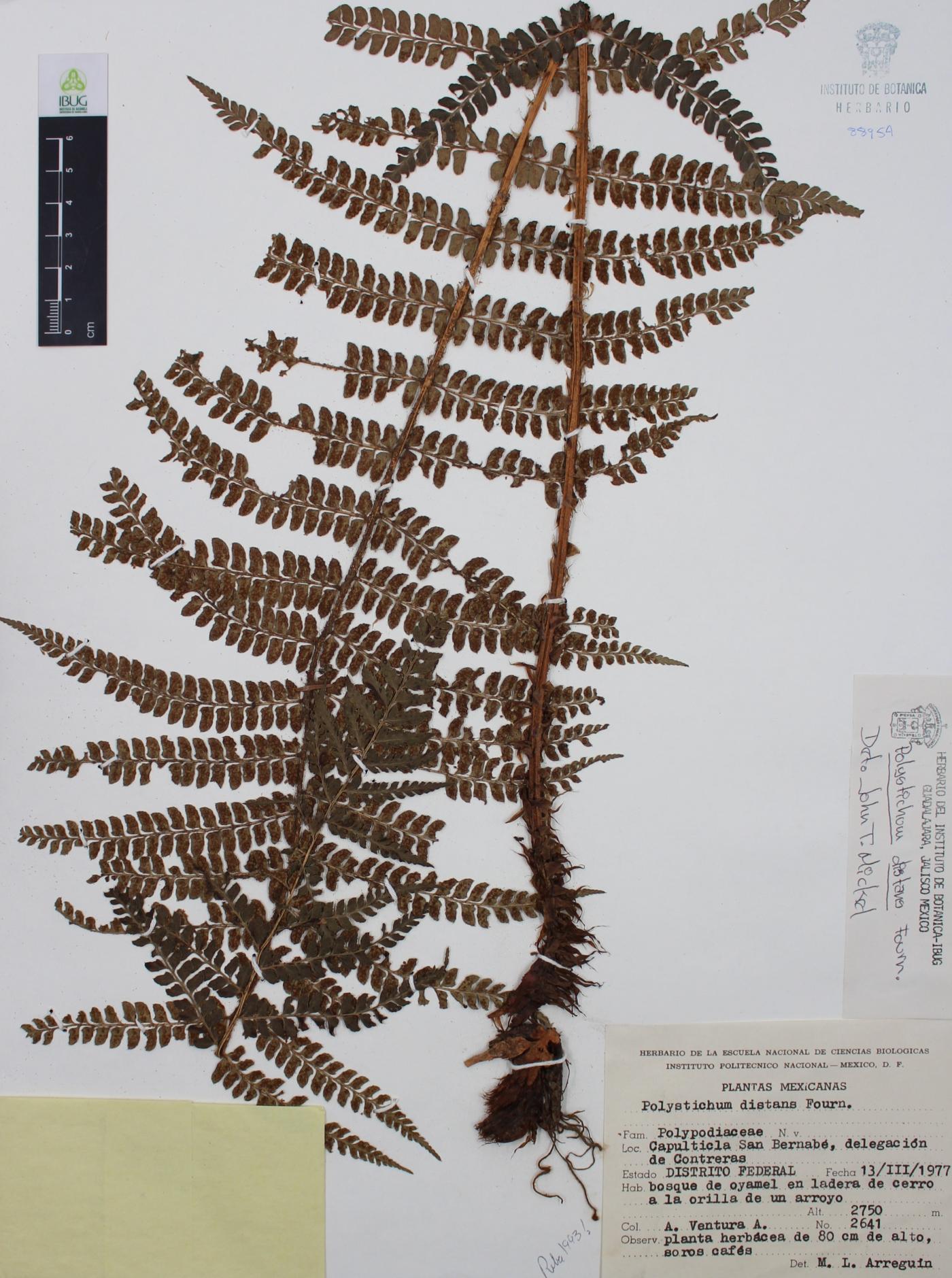 Polystichum distans image
