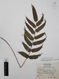 Phanerophlebia nobilis image