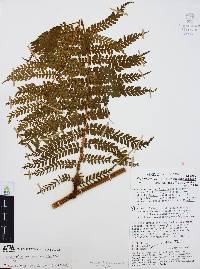 Marattia weinmanniifolia image