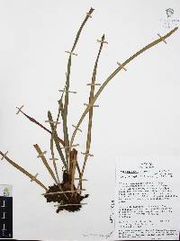 Ananthacorus angustifolius image