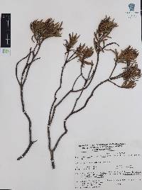 Comarostaphylis polifolia subsp. polifolia image