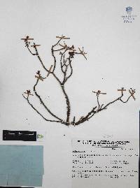 Sedum griseum image