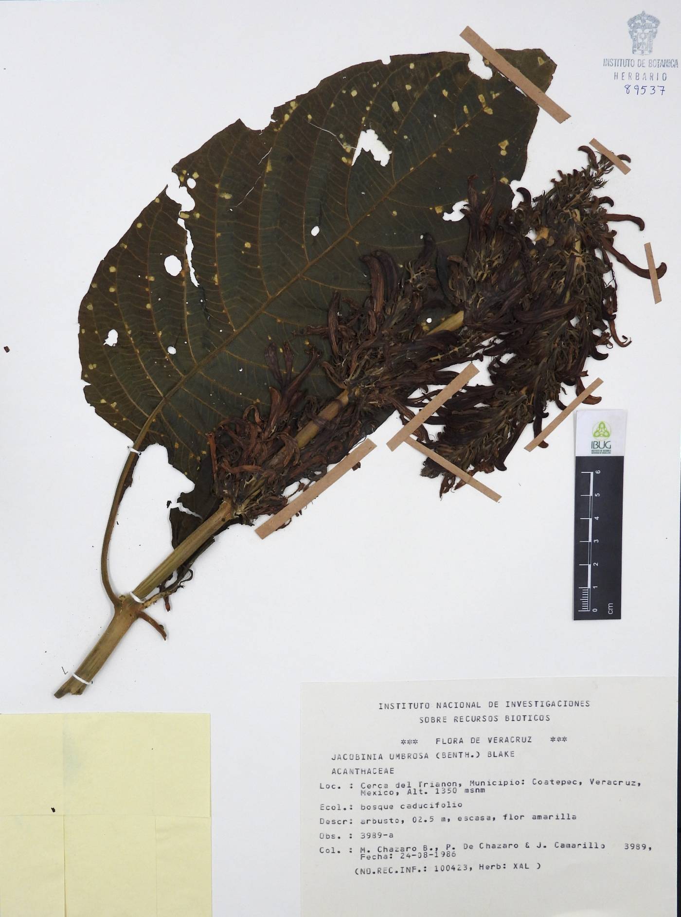 Jacobinia umbrosa image