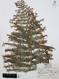 Thelypteris cheilanthoides image