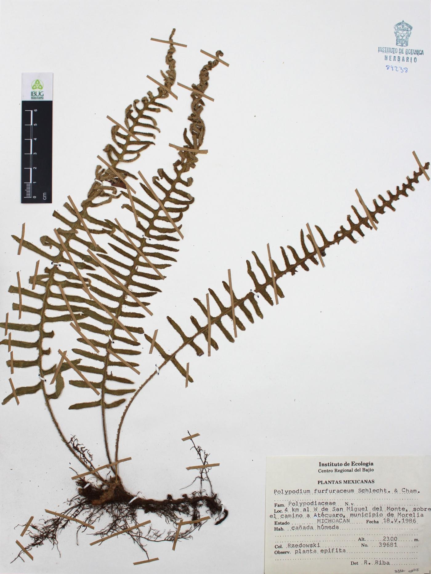 Polypodium furfuraceum image