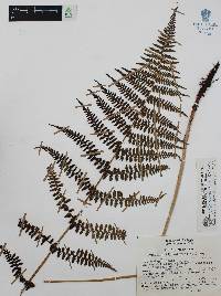 Athyrium arcuatum image