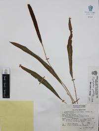 Elaphoglossum petiolatum image