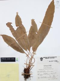 Elaphoglossum erinaceum image