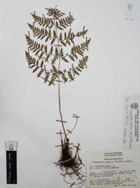 Dryopteris patula image