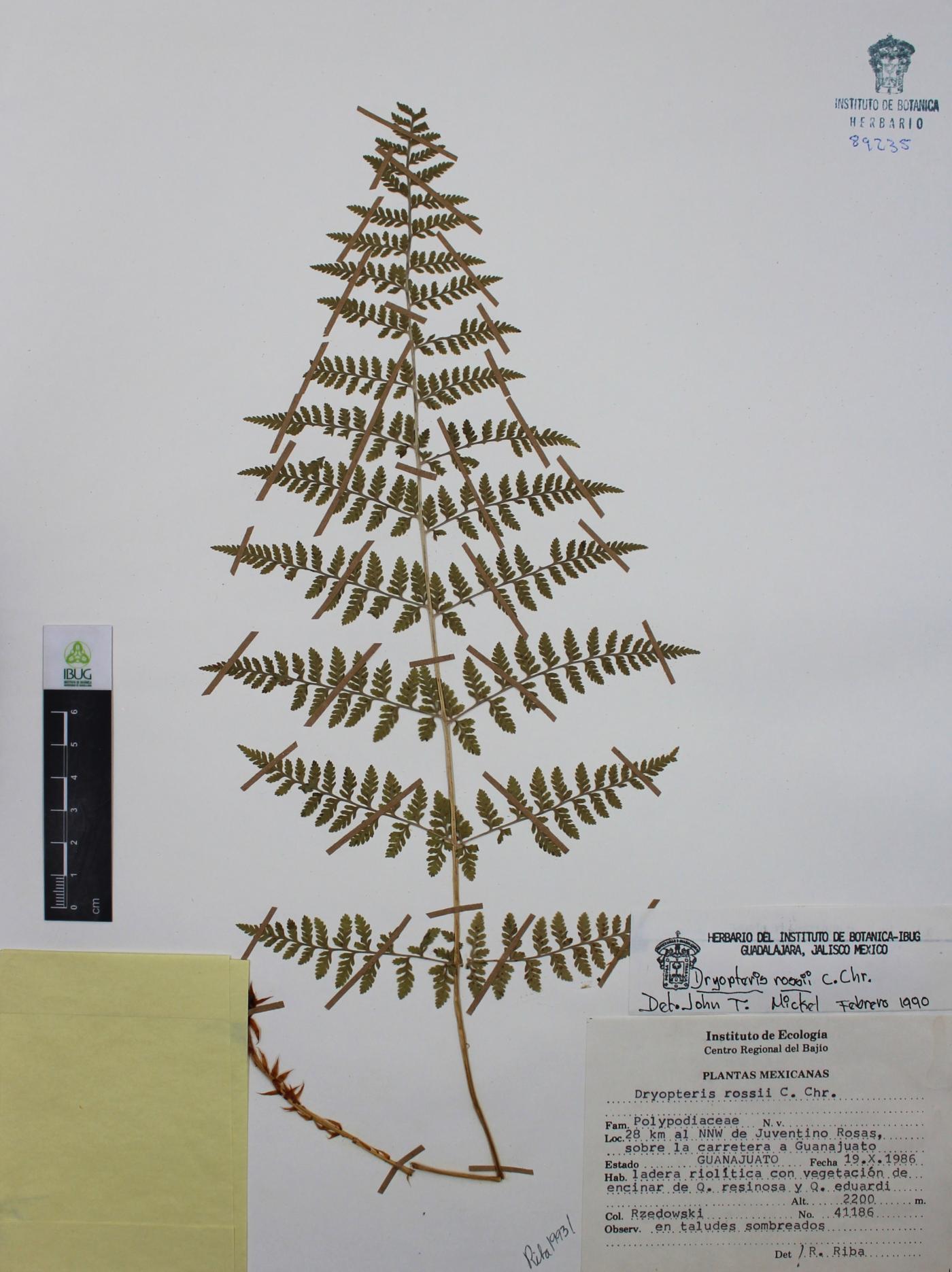 Dryopteris rossii image