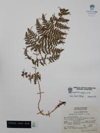 Dryopteris rossii image