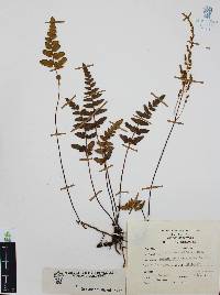 Anemia coriacea image