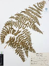 Histiopteris incisa image